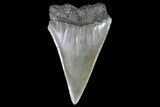 Fossil Mako Shark Tooth - Georgia #75028-1
